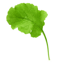 radish Leaf, isolated on white background, clipping path, full depth of field