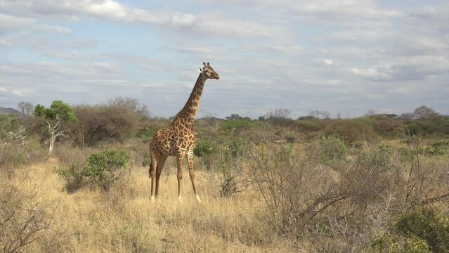 African Wildlife - Giraffe (Giraffa Camelopardalis) Tsavo West National Park Kenya