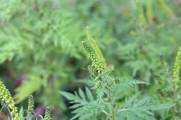 Common ragweed, Ambrosia artemisiifolia