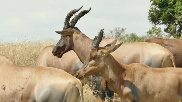 Topi antilop (Damaliscus lunatus) in Masai Mara Game Reserve Kenya