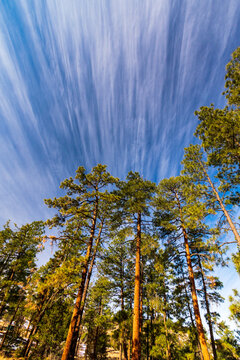 Wispy Clouds Above Tree Tops