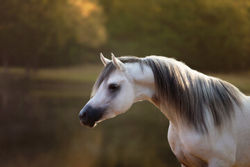 Obraz na płótnie Canvas Grey Arabian Stallion