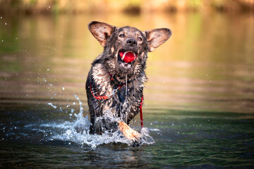 Pies aportuje piłkę z wody 