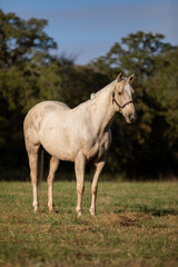Obraz na płótnie Canvas Palomino Roping Horse