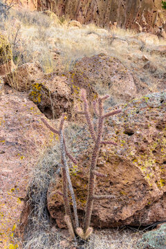 Cactus in Bandelier National Monument