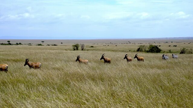 Coastal Topi - Damaliscus Lunatus And Plains Zebras Masai Mara Game Reserve Kenya