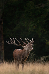 Red deer is roaring on the meadow. Deer during rutting time. Autumn wildlife in Europe. 