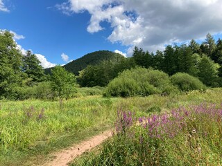 Landscape in the palatinate forest near Bobenthal, Germany