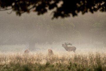Red deer is roaring on the meadow. Deer during rutting time. Autumn wildlife in Europe. 