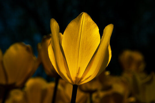 Yellow tulip in focus. Spring flowers background photo.