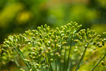 green dill umbel with immature seeds - obrazy, fototapety, plakaty