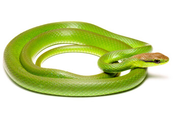 green vine snake on white background