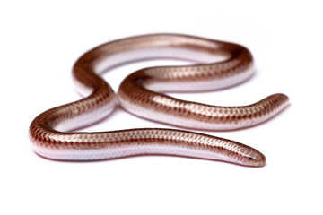ground snake on white background