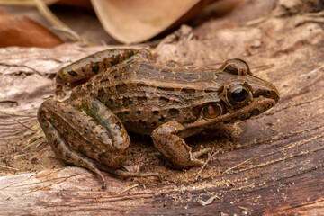 frog on the ground