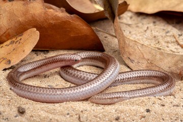 ground snake on sand