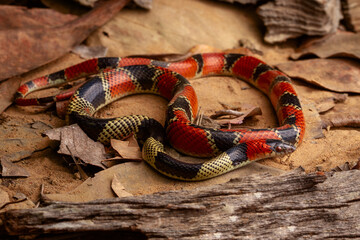 false coral snake on the ground