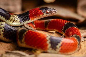 false coral snake on the ground
