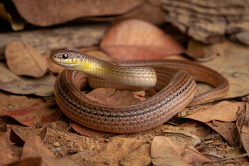 runner snake on the ground