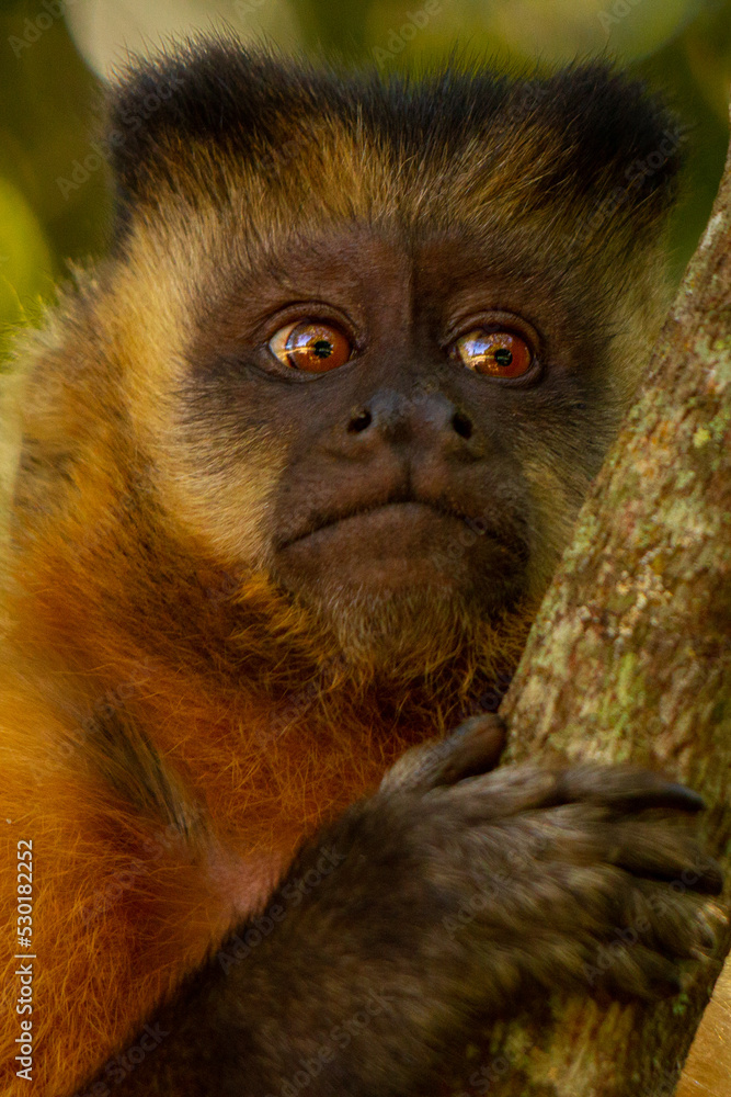 Poster close up of a long macaque