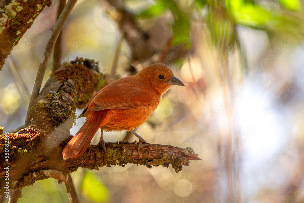 Sticker robin on branch