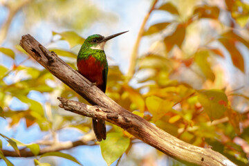 bee eater perched on branch