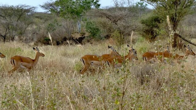 Group Of Impalas Aepyceros Melampus Walking On Fields Tsavo West National Park Kenya