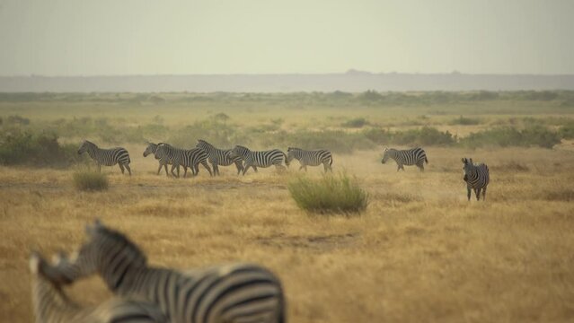 Plains Zebras Safari Amboseli National Park Kenya