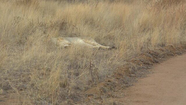 African Safari - Lioness (Panthera Leo) Lying In The Grass Polokwane