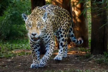Jaguar Panthera onca majestic feline, hunting in Pantanal, Brazil