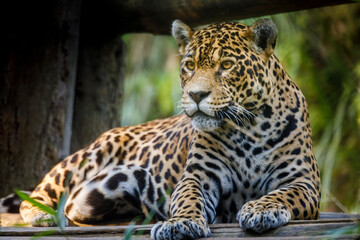 Jaguar Panthera onca, majestic feline looking at camera in Pantanal, Brazil