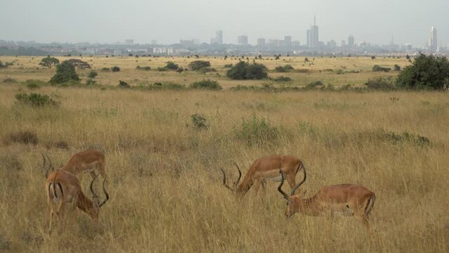 Group Of Impalas Aepyceros Melampus Walking On Fields  Nairobi National Park Kenya