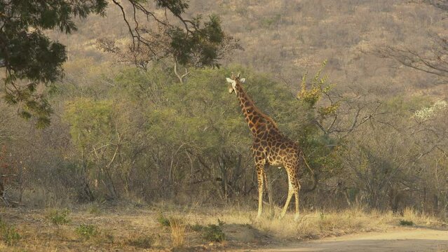 African Wildlife - Giraffe (Giraffa Camelopardalis)  Around Polokwane