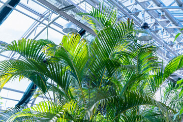 Fototapeta na wymiar Luxurious green palm leaves under the glass roof of the winter garden.