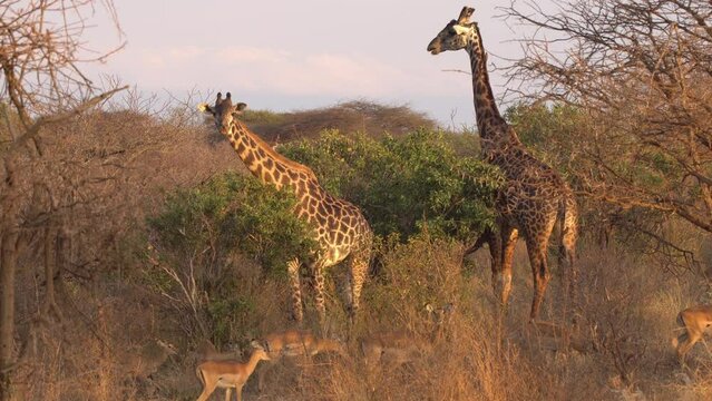 Giraffes (Giraffa Camelopardalis) Tsavo West National Park Kenya