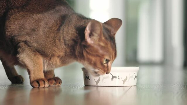 Hungry Abyssinian ginger cat have lunch with dry granules food from bowl on the floor. Lovely little best friends indoor. Cute domestic animals at home. Close up, low angle cinematic shot. Slow motion