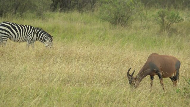 Topi antilop (Damaliscus lunatus) eating Masai Mara Game Reserve Kenya