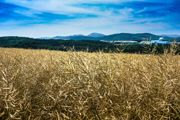Canola field with industrial area and hills background, ready to harvest canola field 