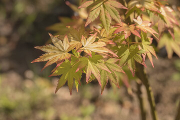japanese maple leaves on the tree with sunlight acer palmatum katsura - obrazy, fototapety, plakaty