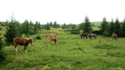 Horses graze in the pasture