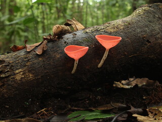Funnel-shaped fungus Cookenia speciosa from Costa Rica
