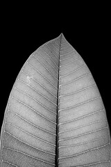 black and white leaf