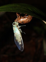 Cicada leaving its shell