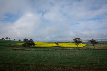 Fototapeta premium Canola Rapseed crop
