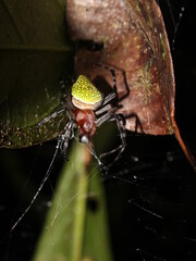 Green spider Eriophora nephiloides from Costa Rica