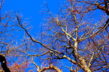 Amazing trunks and branches of beech trees with a few autumn leaves on them and the blue sky in the background in Monte San Vicino e Monte Canfaito natural reserve