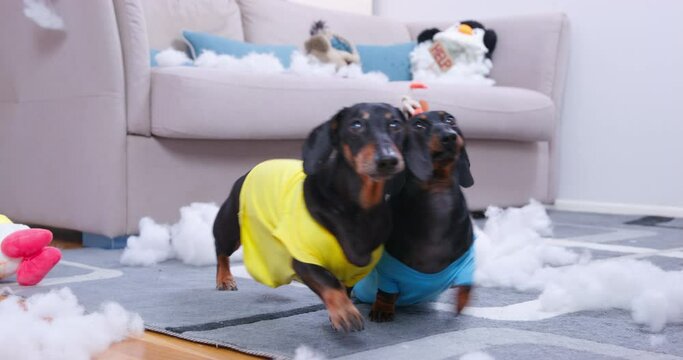 Two dogs are sitting in room where whole floor, sofa are littered with insides from torn toys, rags, filler from them. Dachshunds staged massacre, gutted soft toys and bark, justify themselves owner.
