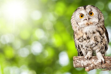 Wild Owl looking and posing on nature background