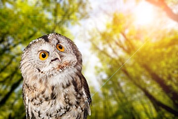 Wild Owl looking and posing on nature background