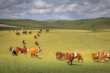 Cows grazing at sunset, Rio Grande do Sul pampa - Southern Brazil