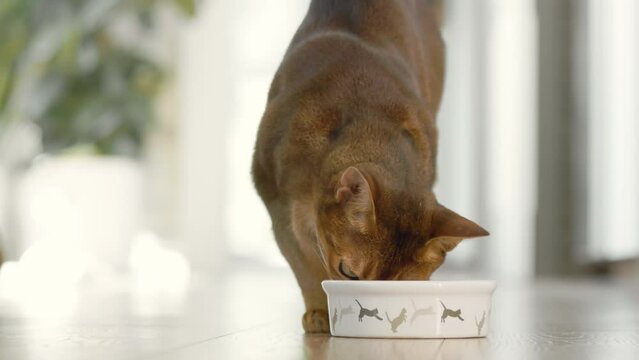Hungry cute brown cat coming for breakfast to his bowl. Slow motion cat eating dry food on the floor with big appetites. Lovely little best friends indoor. Close up, low angle 4K shot. Soft day light.